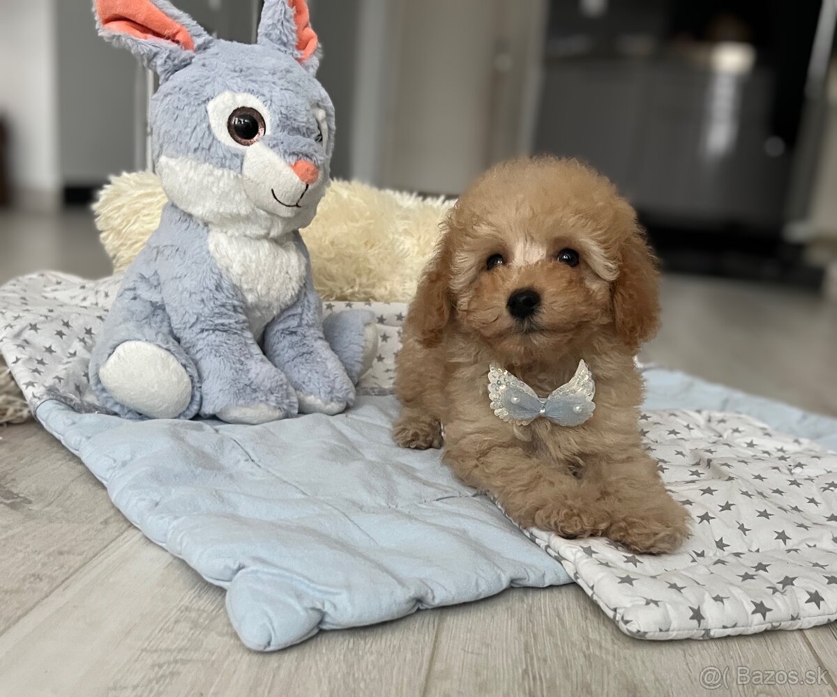 Toy pudlíčik, pudel - 2