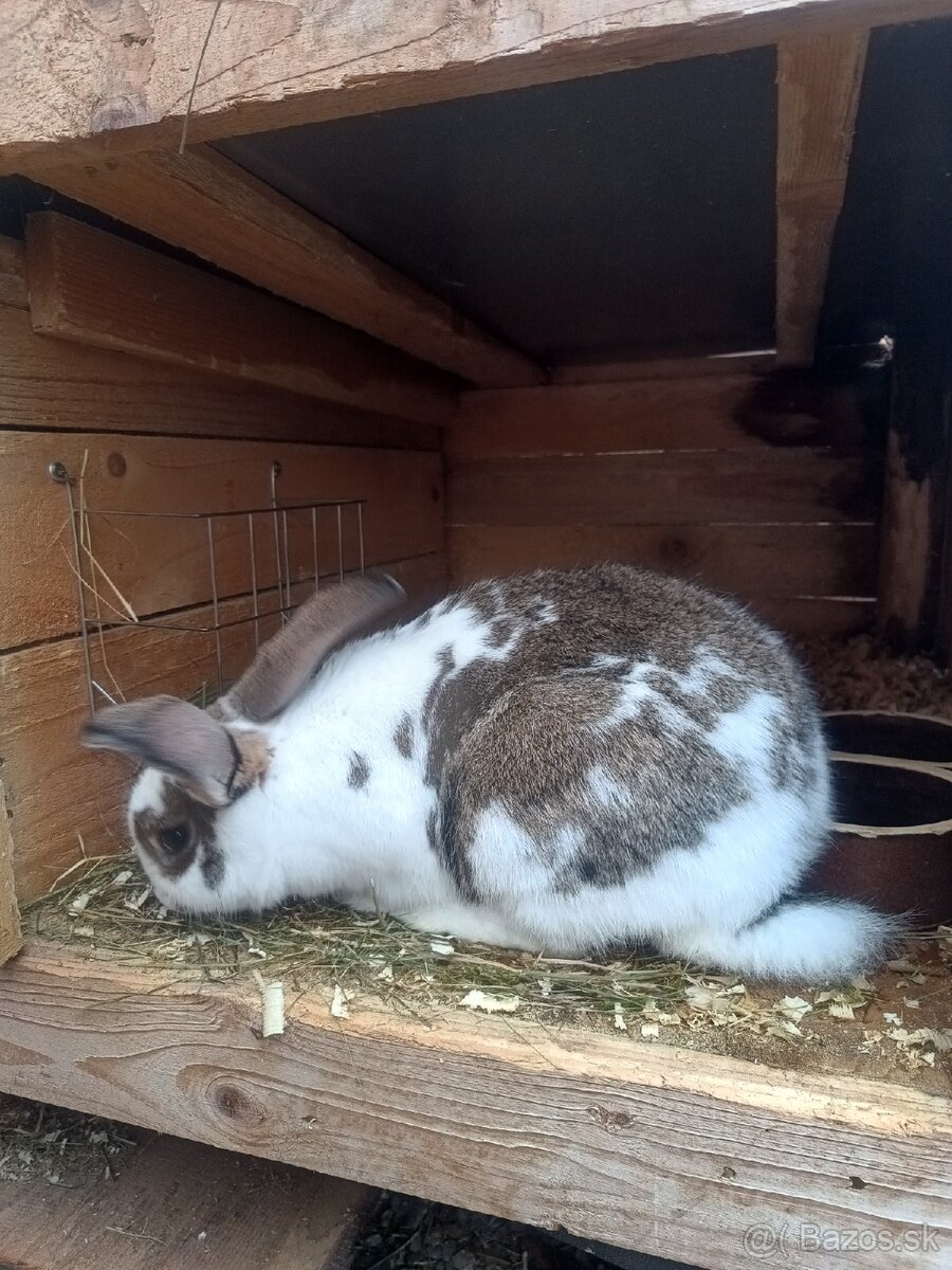 Predám králiky - 2