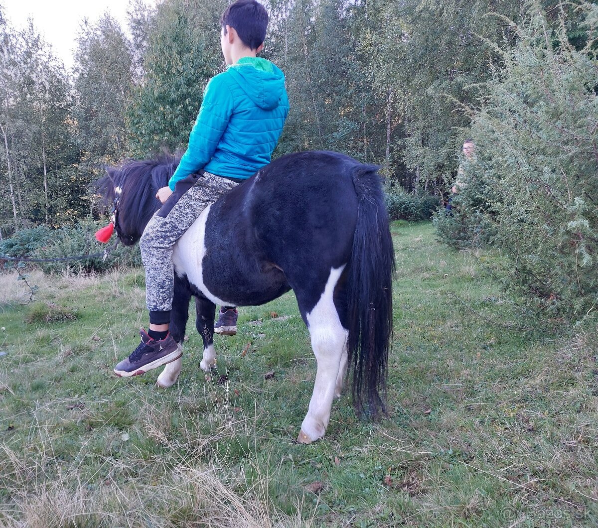Predám ponika žrebca - 2