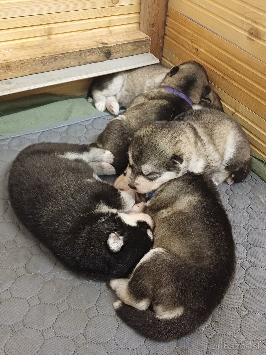 Aljašský malamut - šťěňátka s PP - 2
