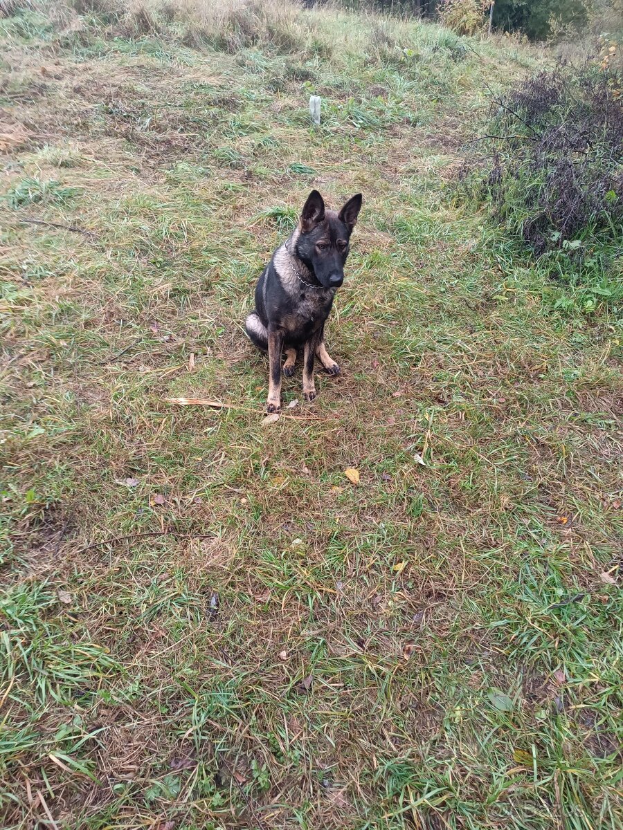 Nemecký ovčiak - 2