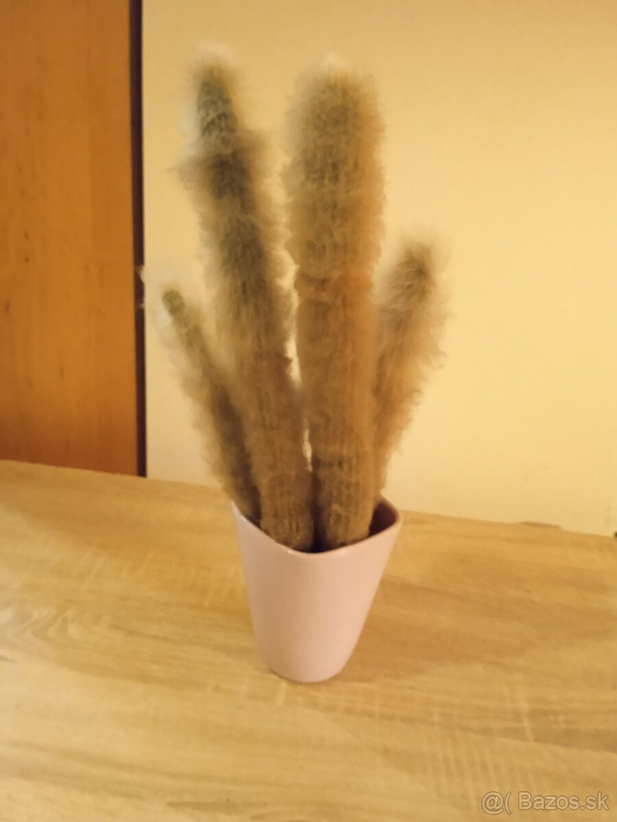 Darujem kaktusy - 2