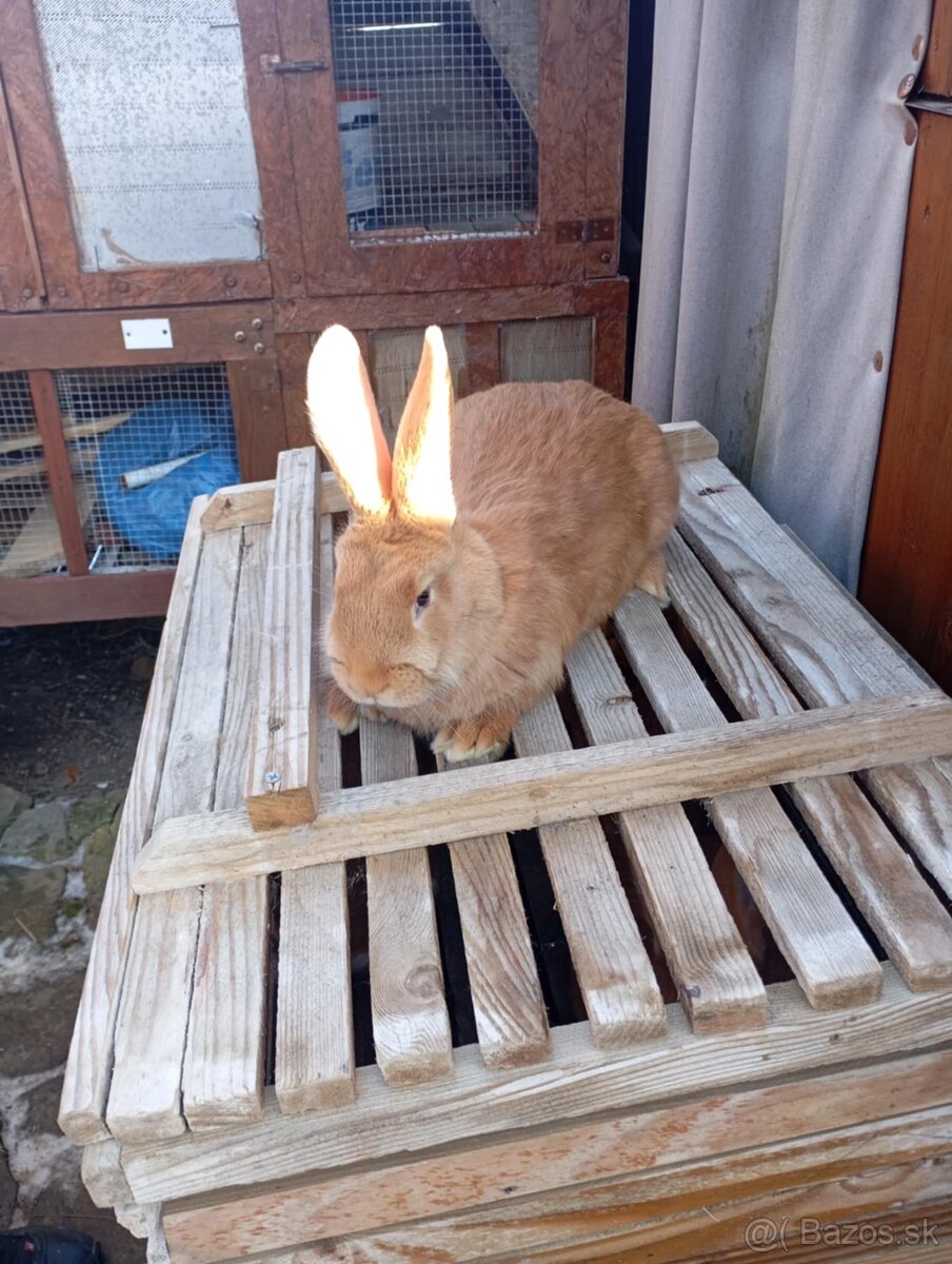 Burgunsky -Maklembursky - 2