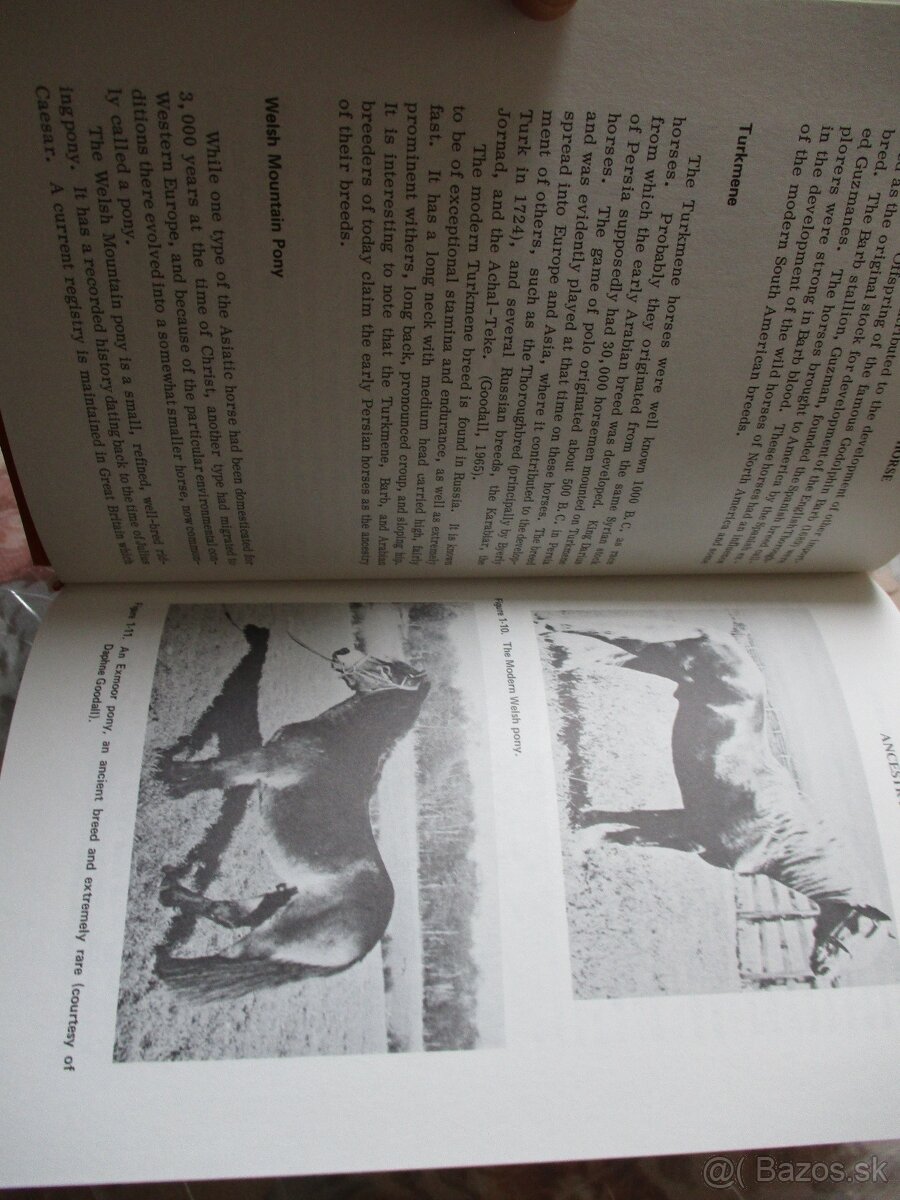 Genetics of the horse - 2