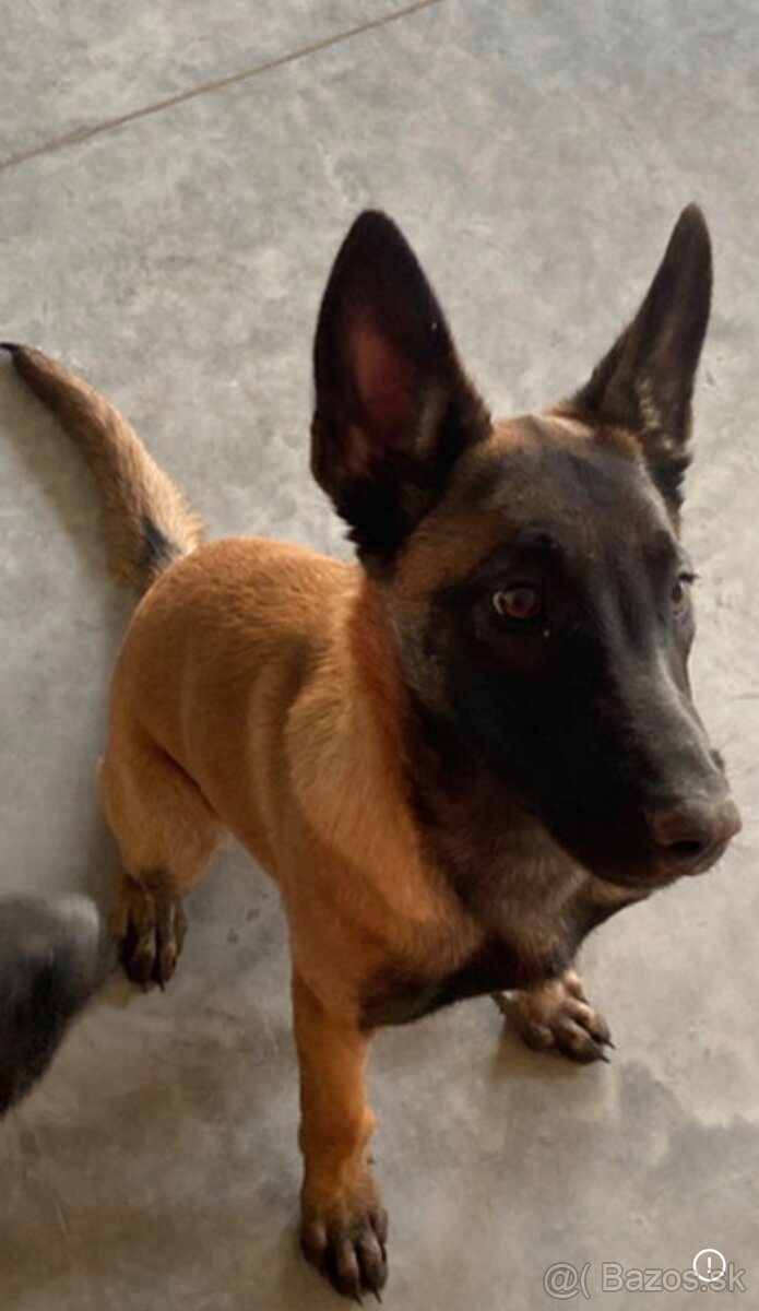 Belgický ovčiak- Malinois - 2