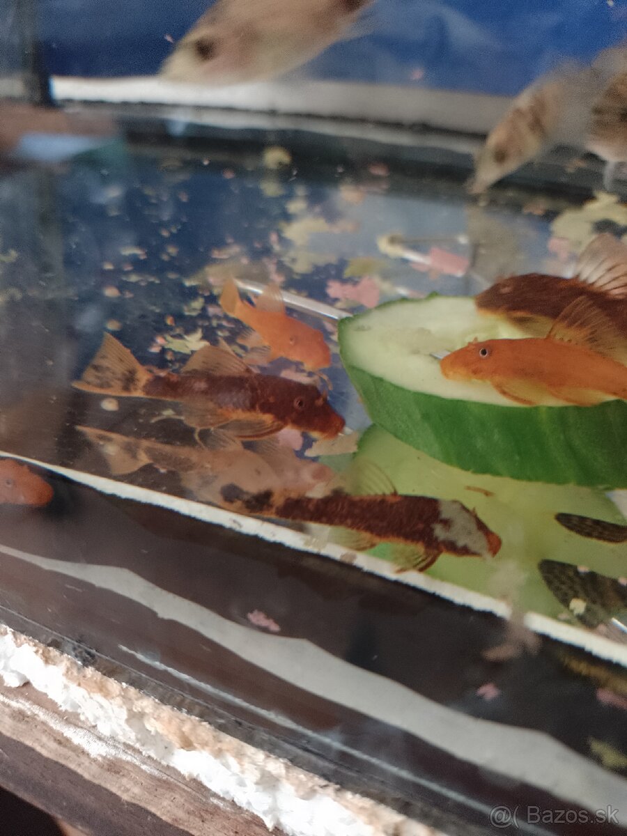 Ancistrus red x Brown LDA16. - 2