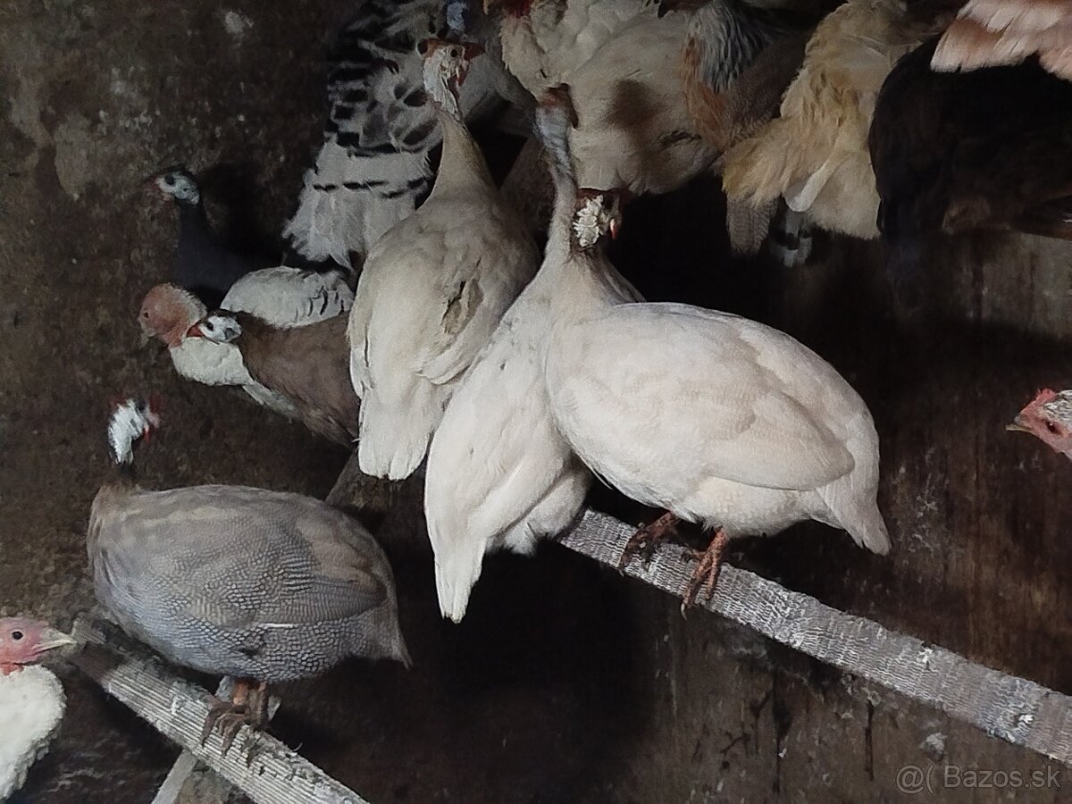Perlička - 2