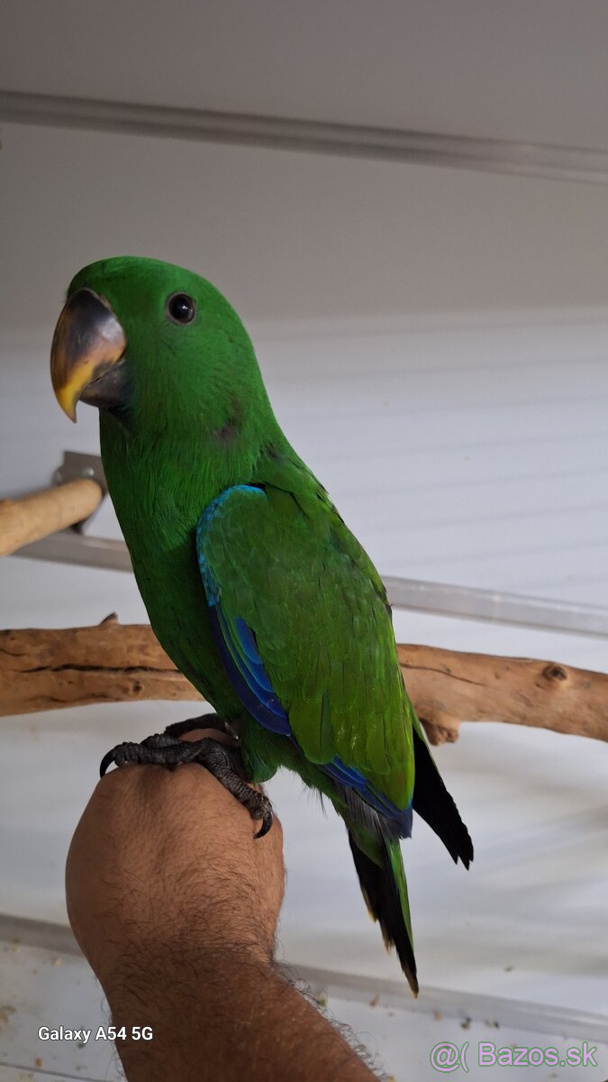 Eklektus Polychloros - 2