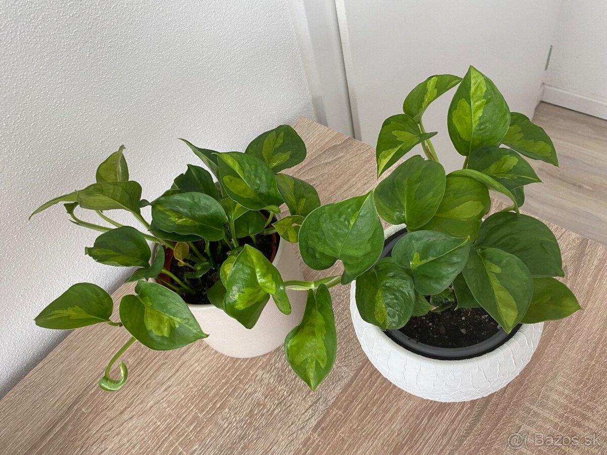 Izbová rastlina - 2