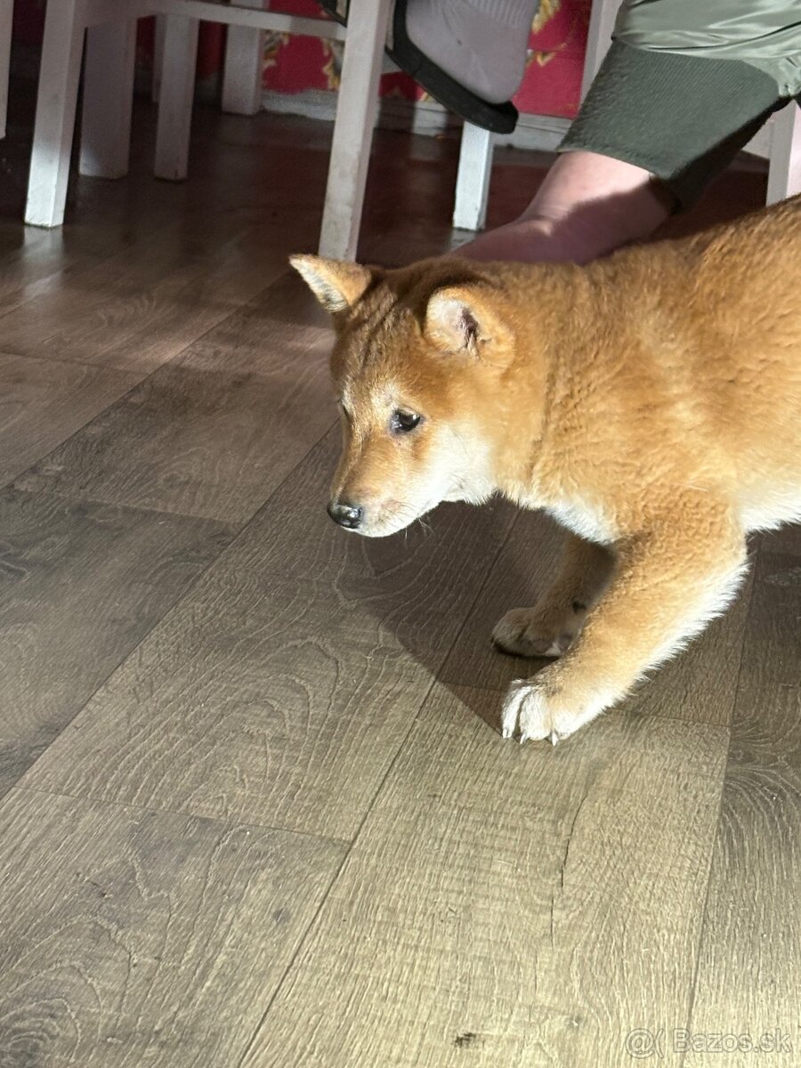 Predám šteniatko shyba inu - 2