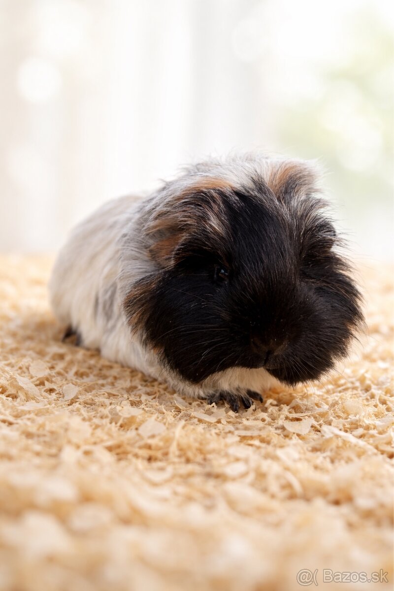 Dlhosrsté strapaté morčiatka - samčeky 🩵 - 2