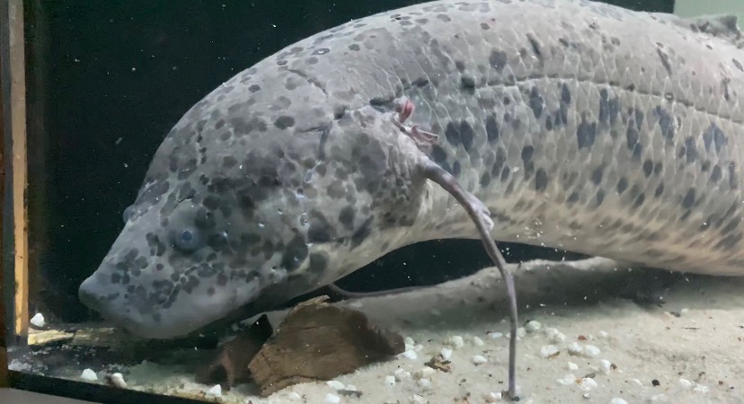 Bahník Západoafrický - 2