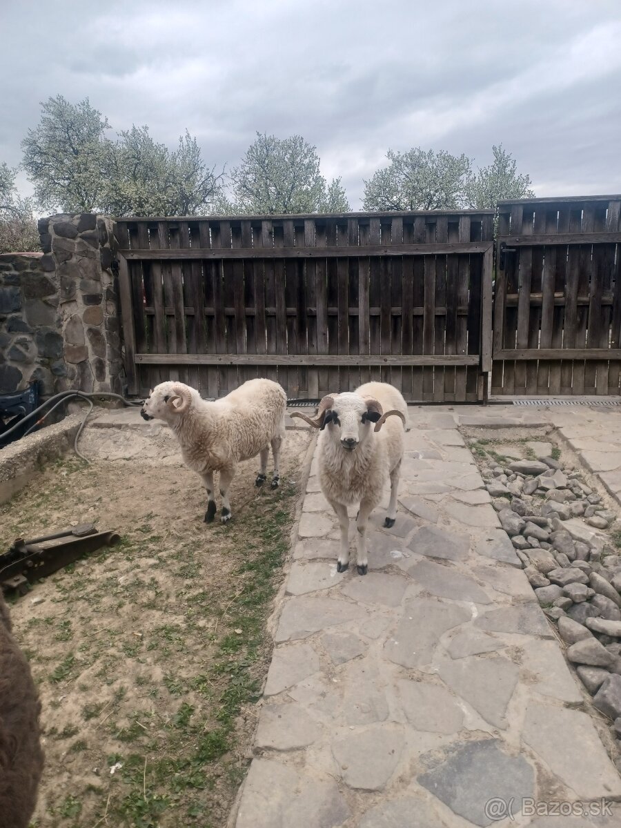 Predám barana - 2