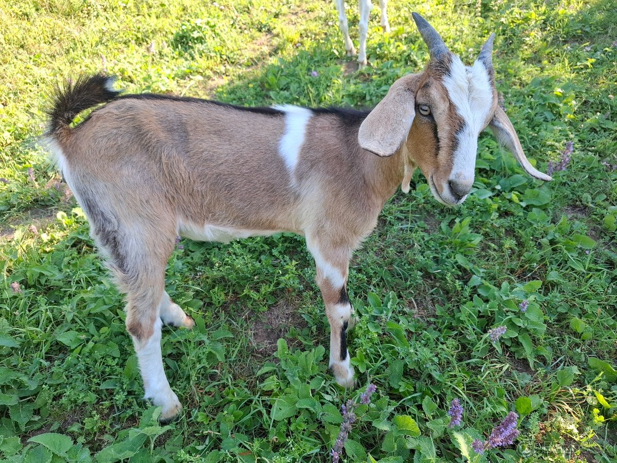 Kozička - 2