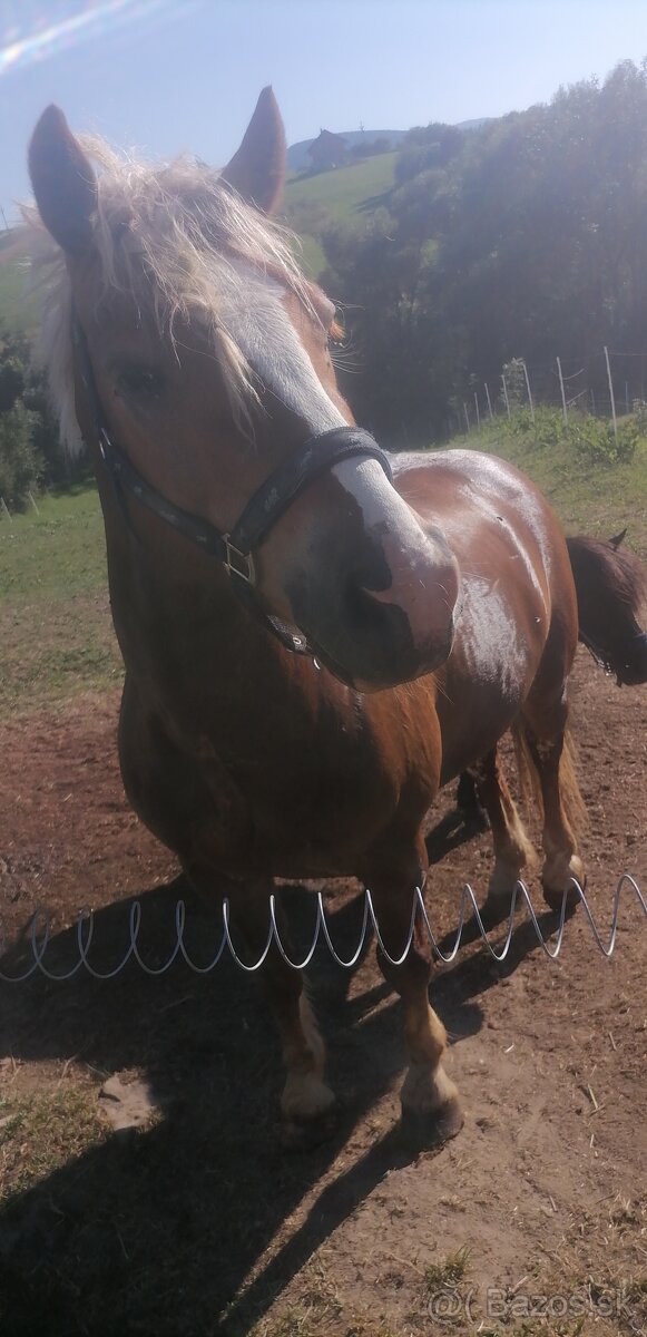Haflinger a poník na predaj - 2