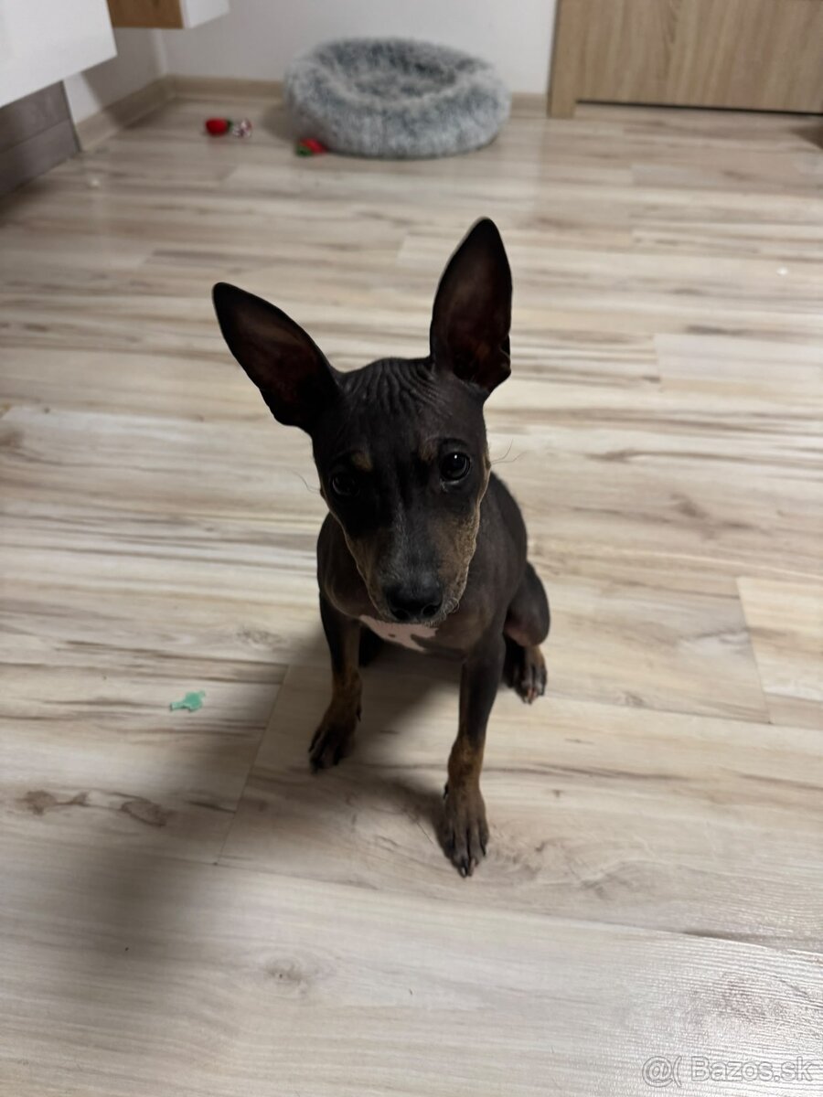Americký bezsrstý terier - 2
