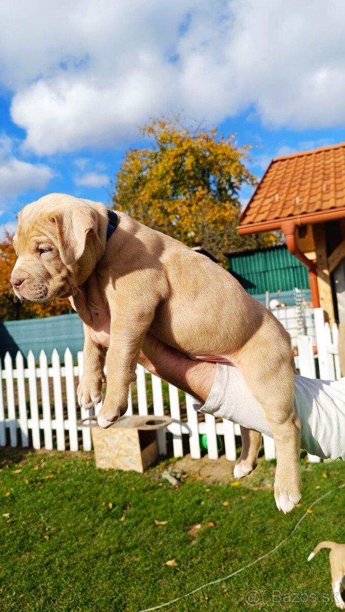 American Bully XL - 2