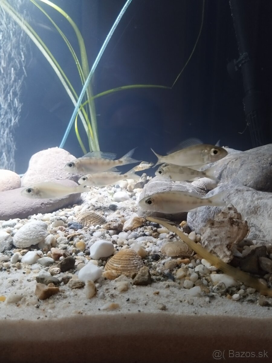 cichlida africká - 2