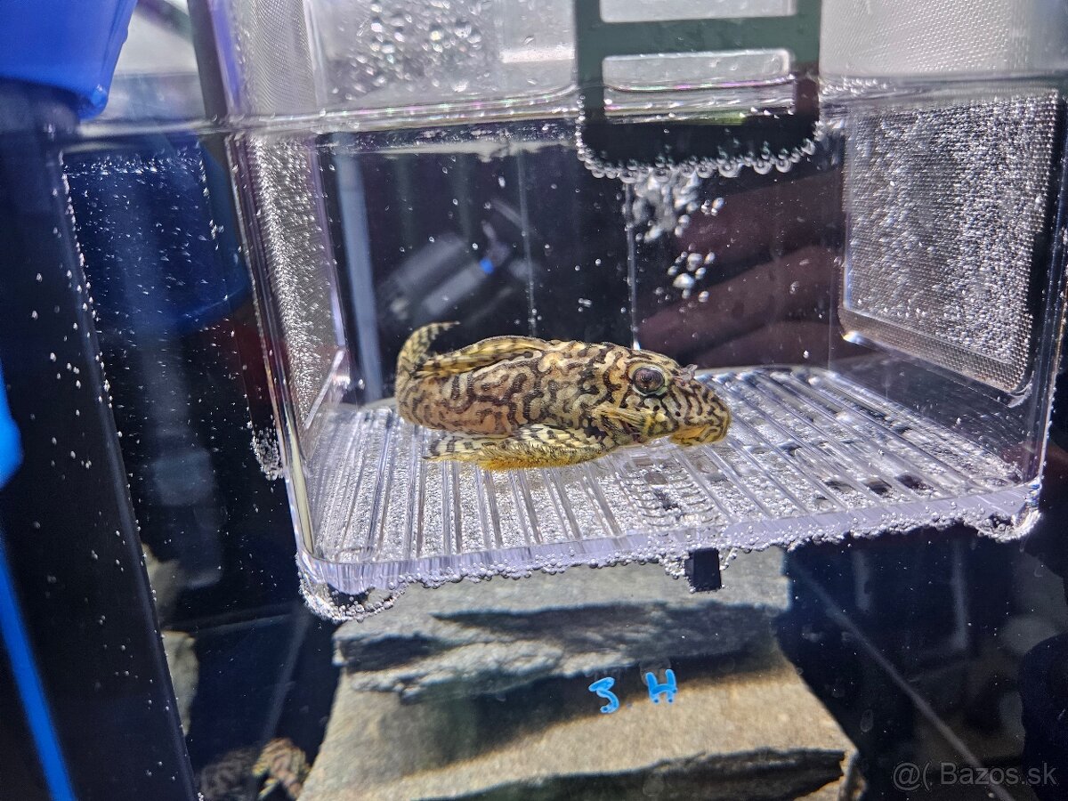 L 236 Super Yellow - dospelé - 2