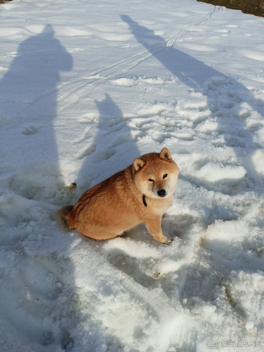 Darujem fenku shiba inu - 2