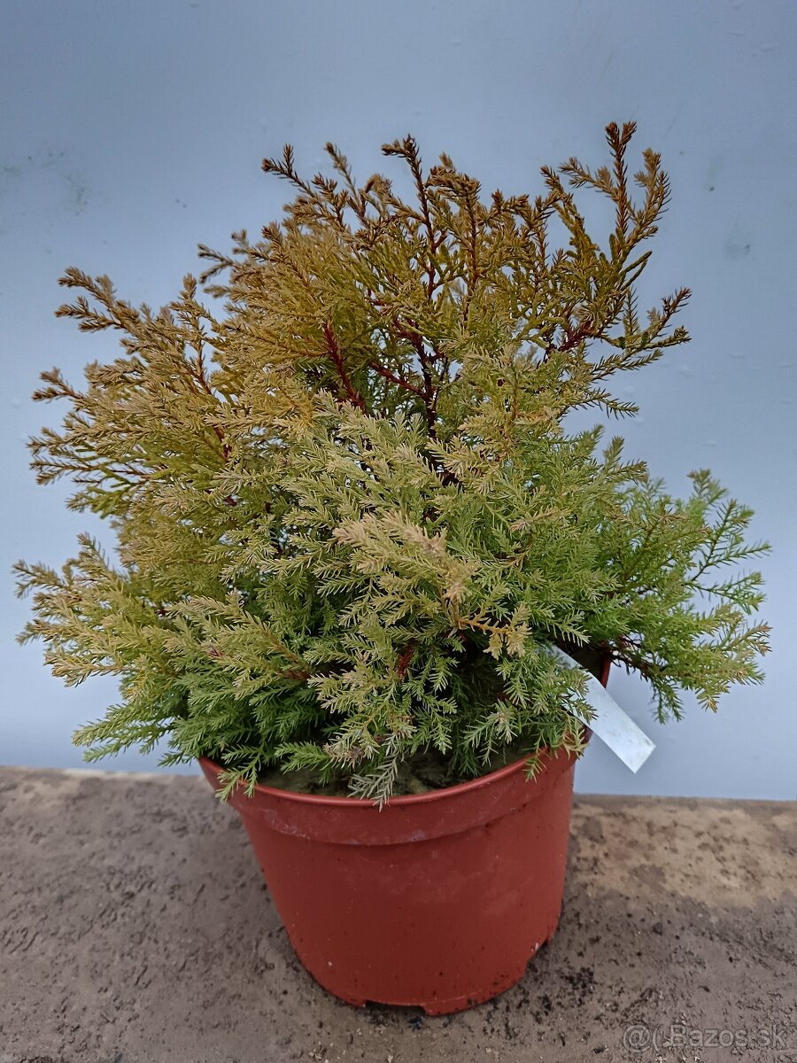 Predám prebytky rastlín tuja rheingold - 2