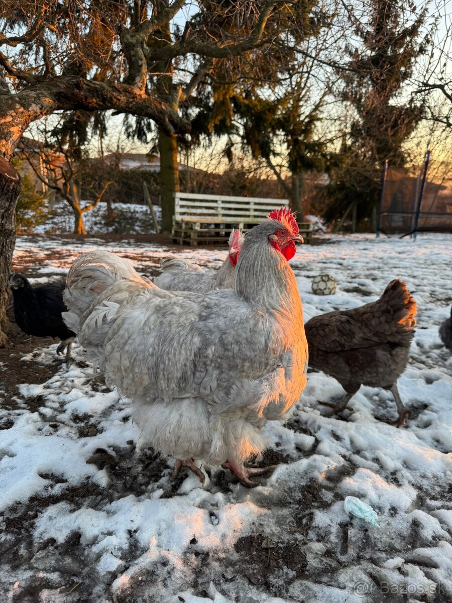 Orpington Levander - 2