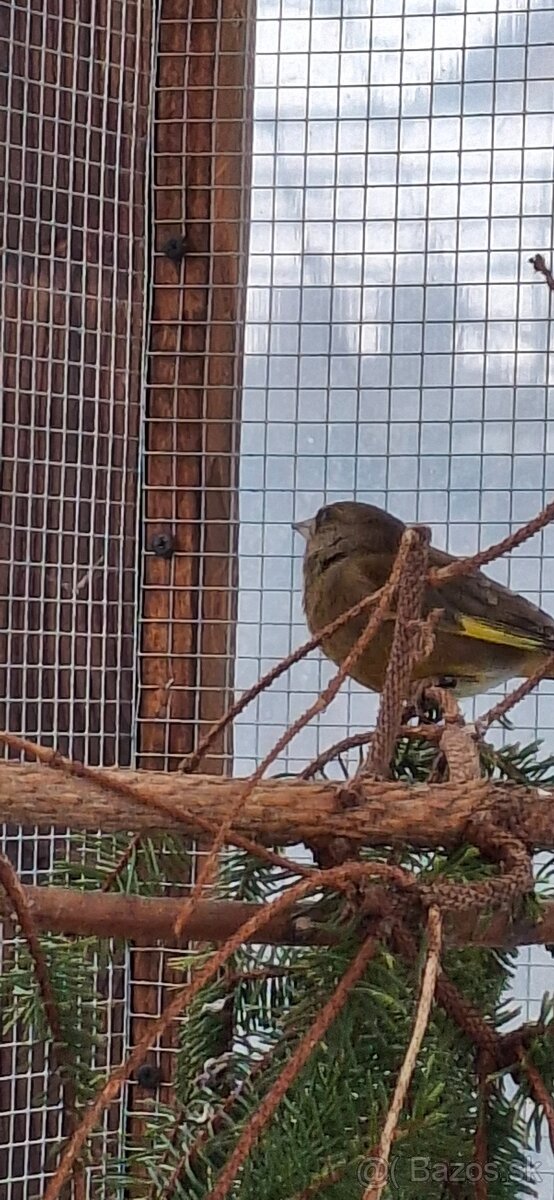 Stehlik zelený (zelienka) - 2