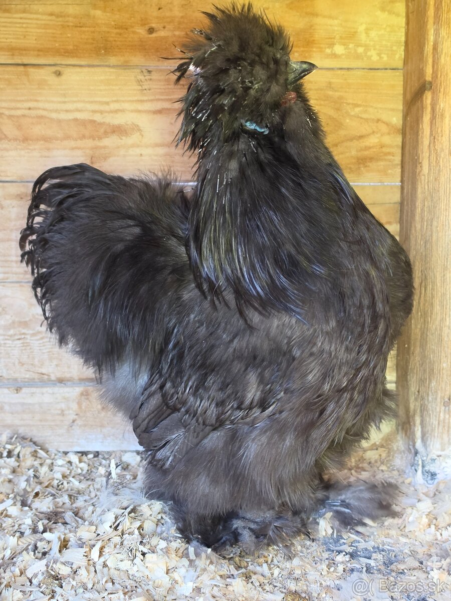 Hodvábničky USA - kohútik - 2