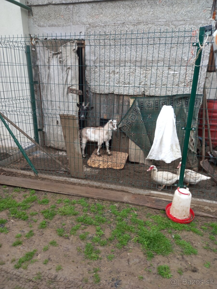Capko - 2