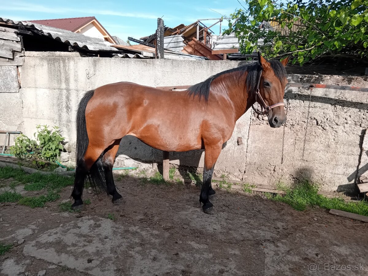 Pony - 2