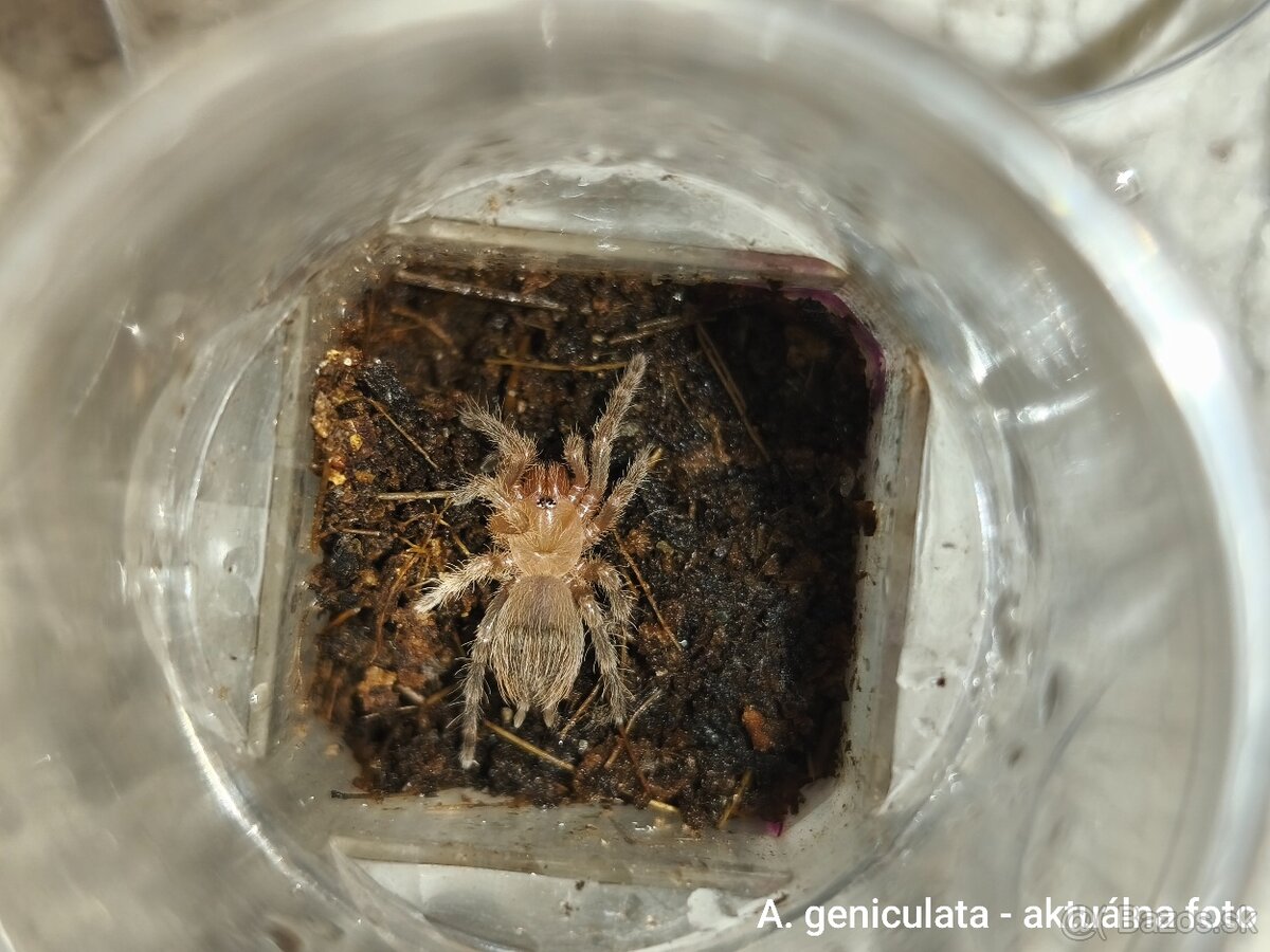 Vtáčkare, tarantuly, pavúky - 2