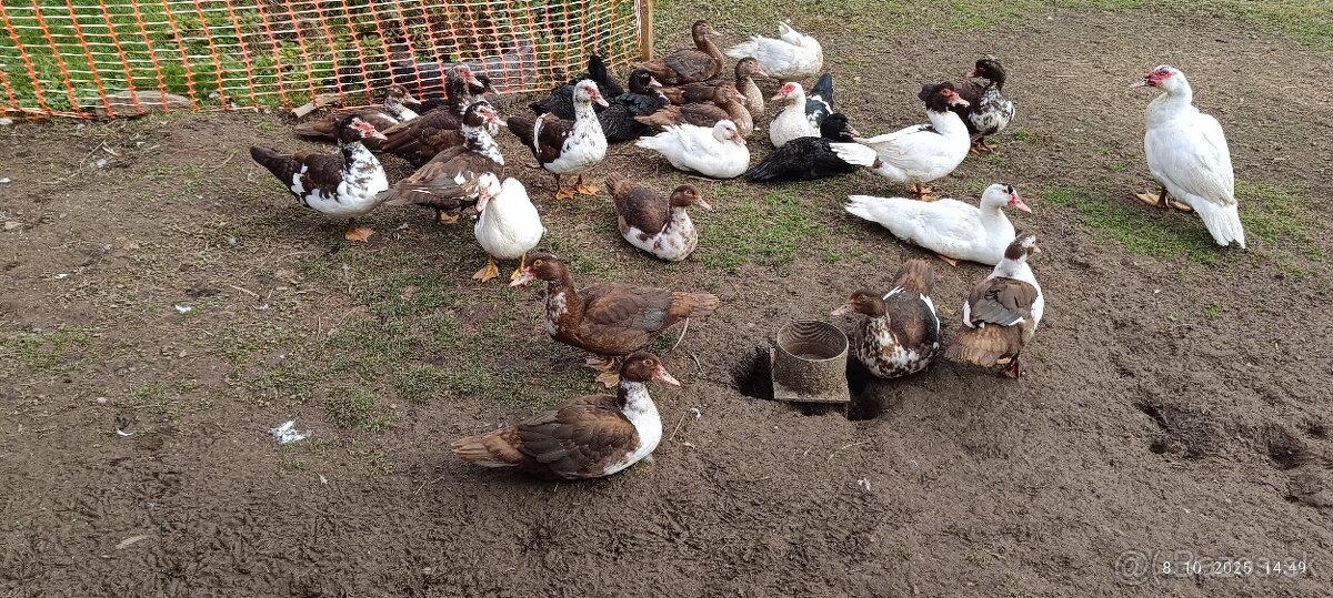 Činské pižmové kačice - 2