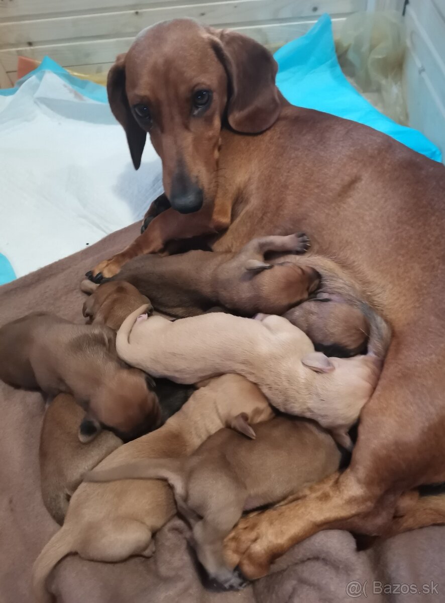 Jazvečík štandard šteniatka - 2