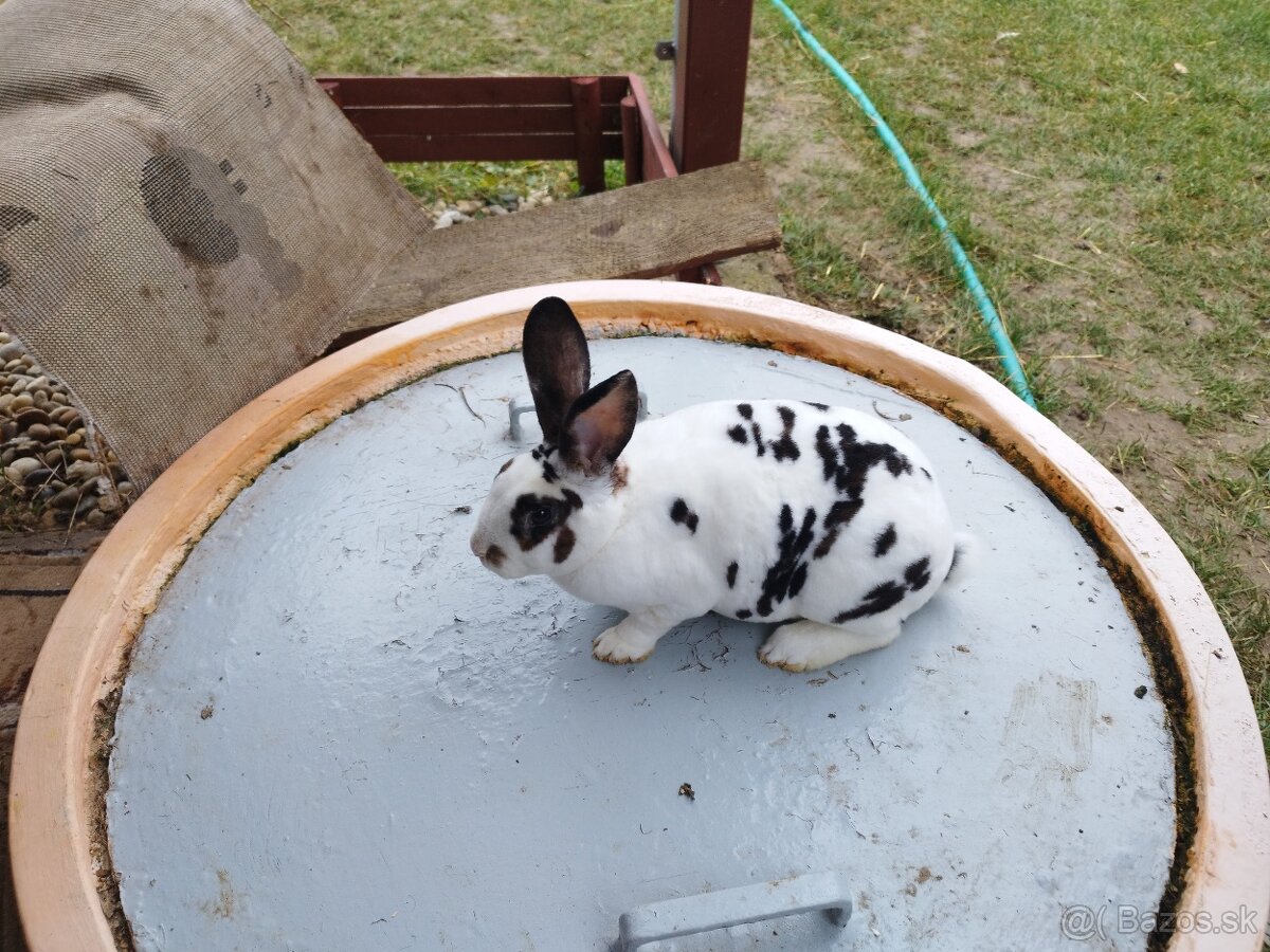 Predám kralika - 2