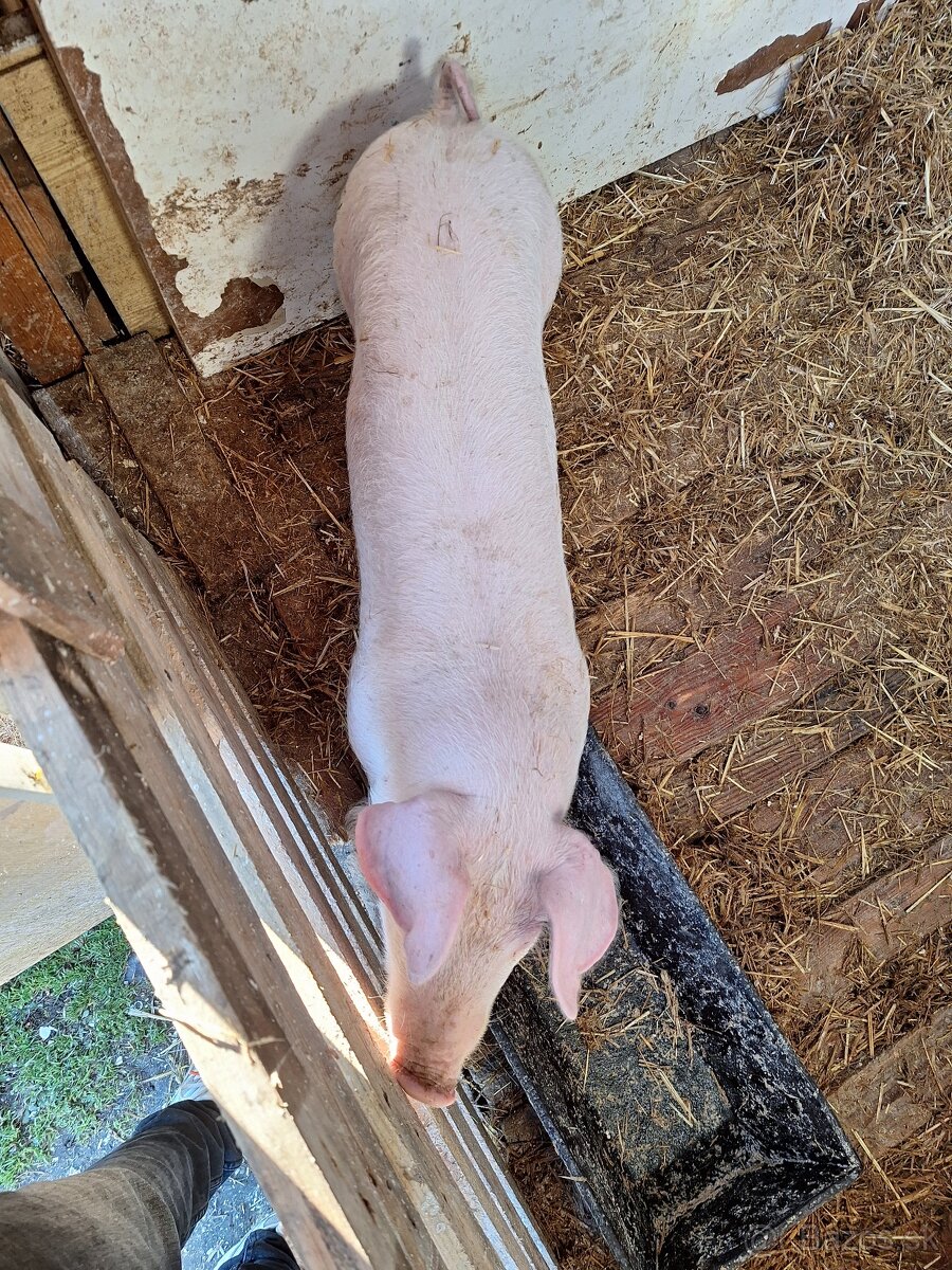 🐷 NA PREDAJ VÝKRMOVÉ PRASIATKA – 45–48 KG 🐷 - 2