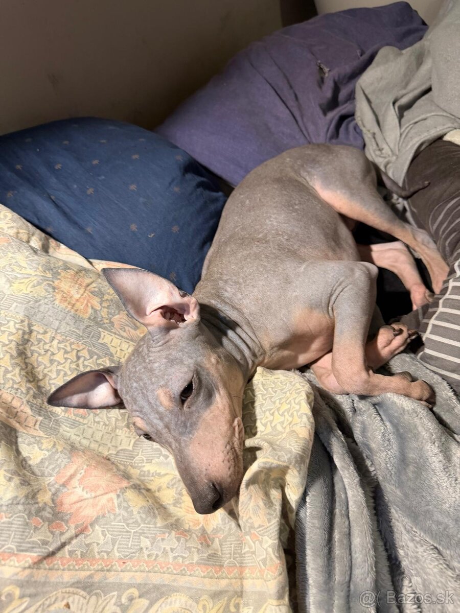 Americký bezsrstý teriér - štěně (fenka) - 2