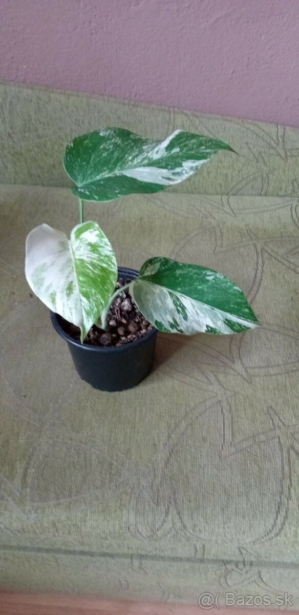 Monstera variegata - 2