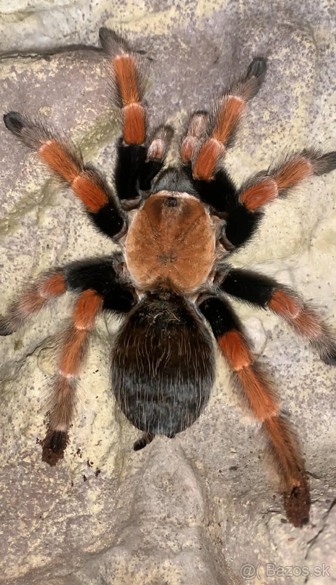 Tarantula,vtackár - 2