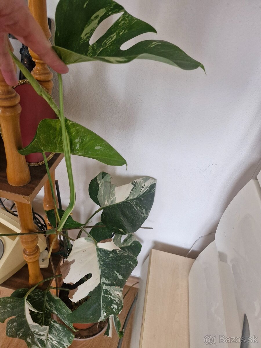 Monstera Albo,monstera white monster - 2