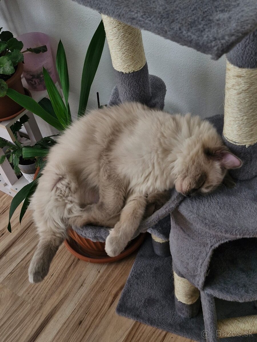 Ragdoll kocúr - 2