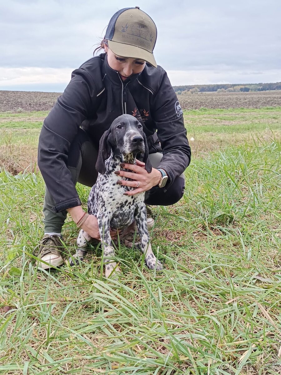 Německý krátkosrstý ohař - 2