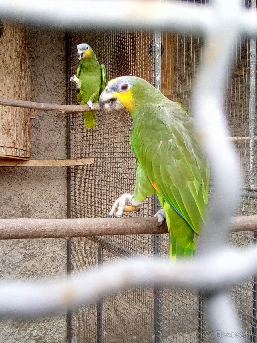 Amazonan venezuelsky,oranzovokridly - 2