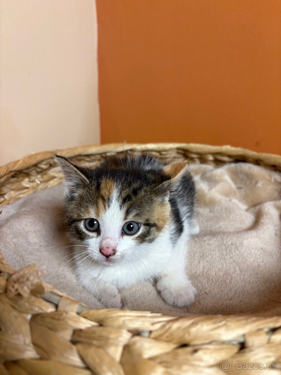 Roztomilé mačiatka hľadajú domov – zdarma - 2