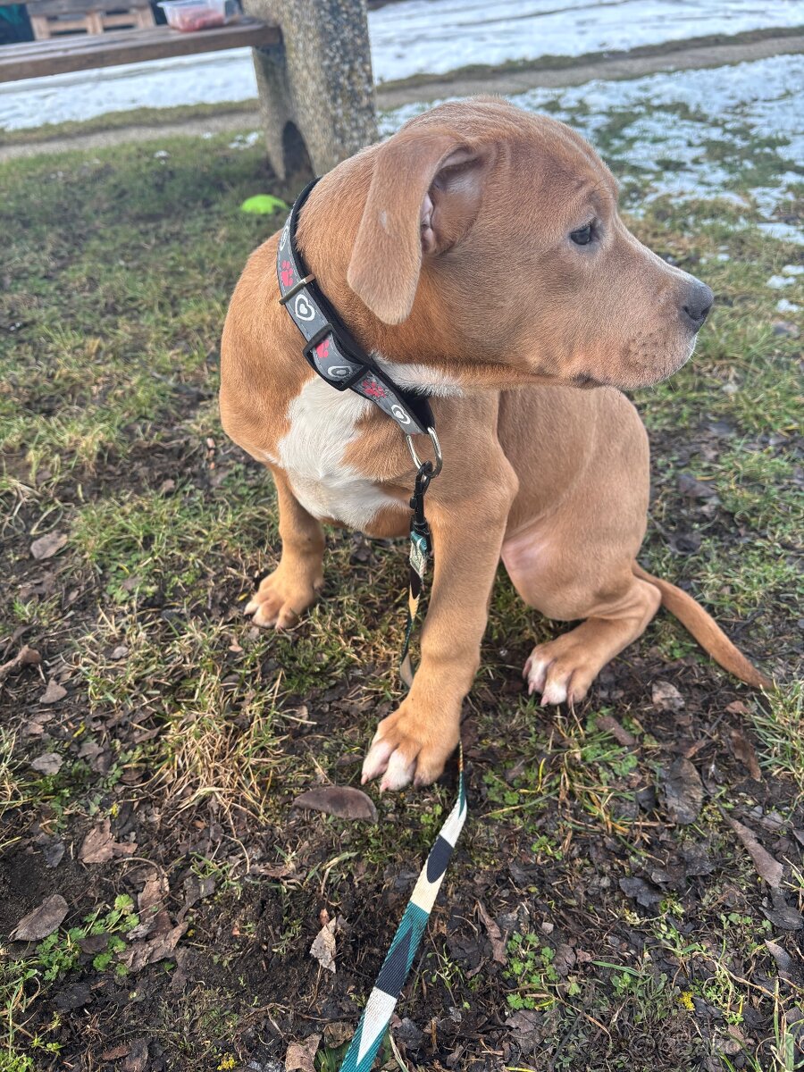 Americký stafordsirsky terier, Stafford, amstaf - 2