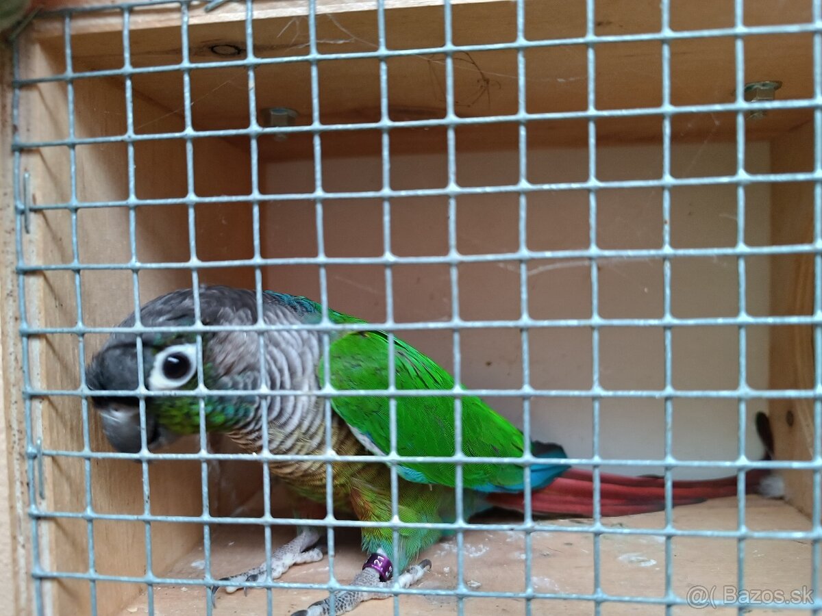 Pyrura zelenolíca - 2