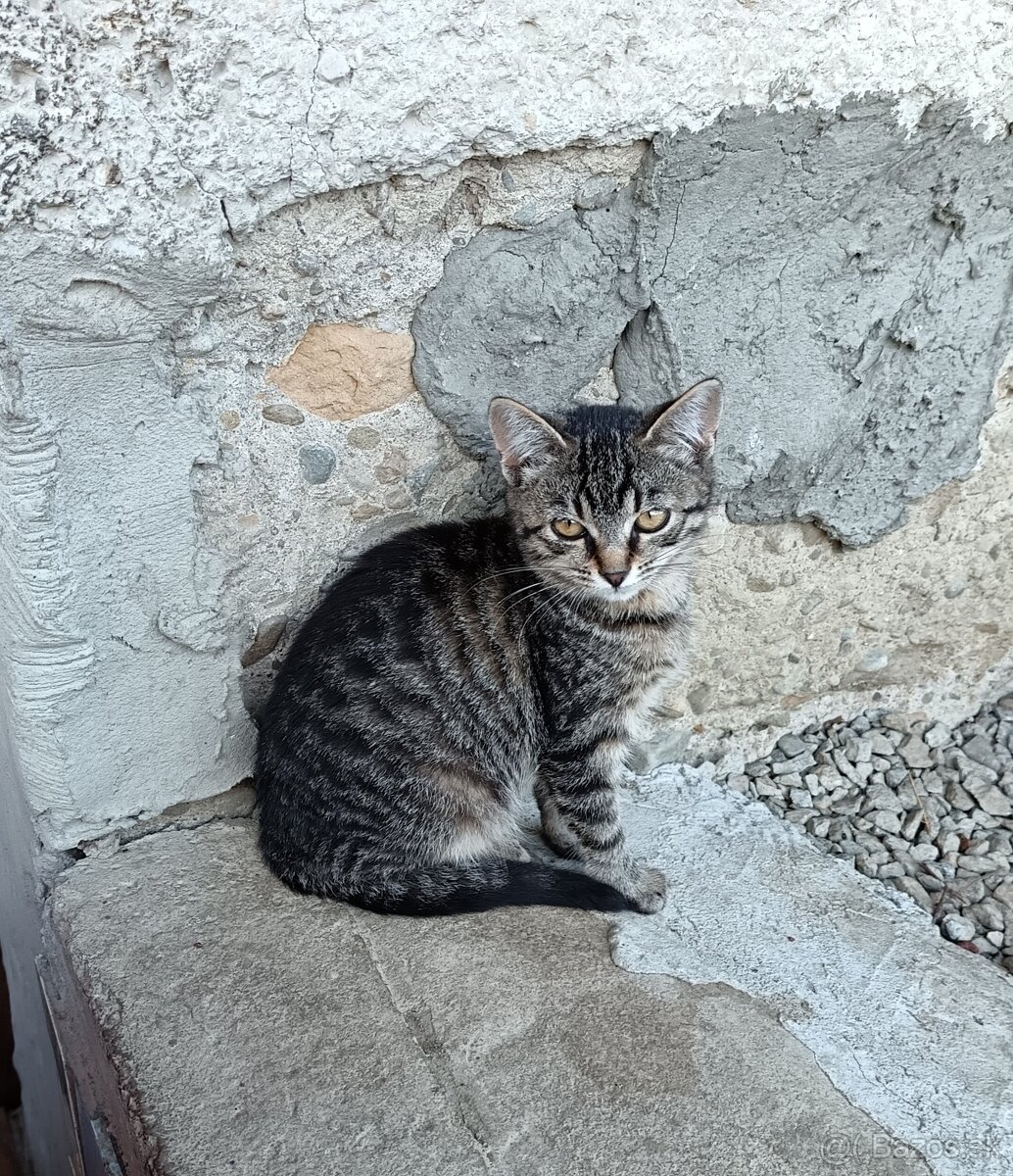 Darujem mačiatko - 2