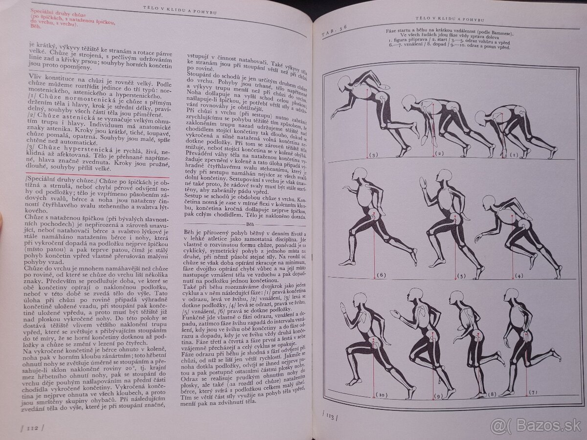 Anatomie pro výtvarníky - 2