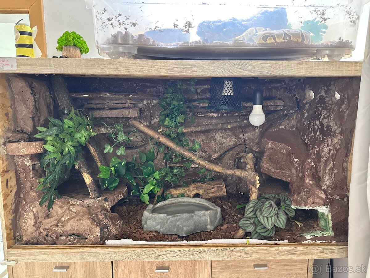 Python kráľovsky - 2