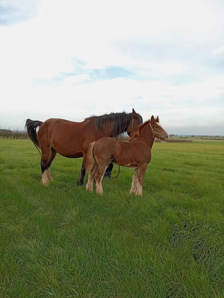 Drum horse hřebec - 2