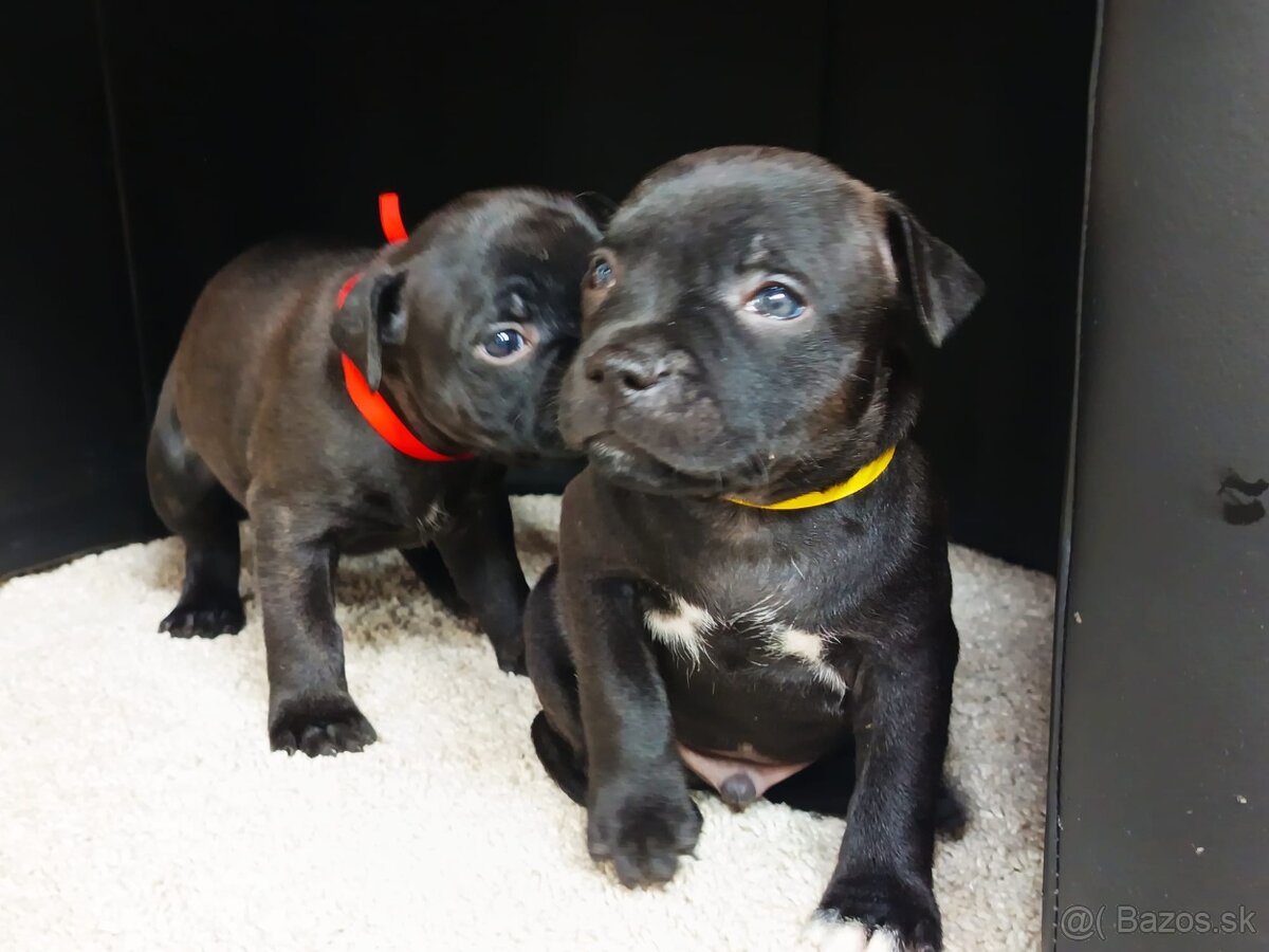 Stafordšírský bulteriér - 2